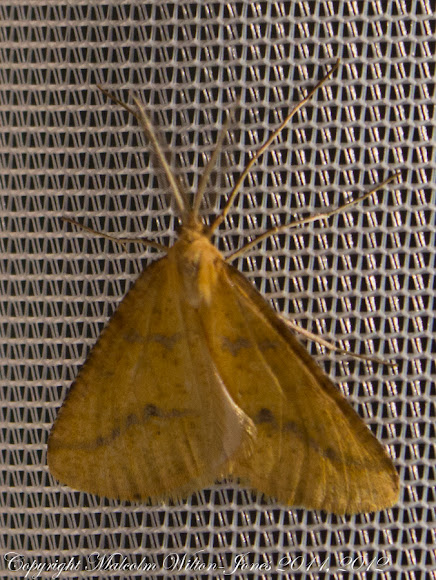 Spotting Image 1