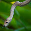 Neotropical Tree Boa