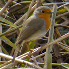 Robin