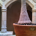 Beaucarnea