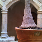 Beaucarnea