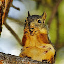 Pine Squirrel