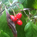 2 berries and a scary white spiter