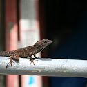 Brown Anole