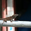 Brown Anole
