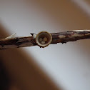 White-egg birds nest fungus