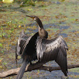 Central Florida Wildlife with Kids