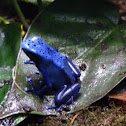 Blue Poison Dart Frog