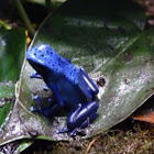 Blue Poison Dart Frog