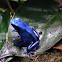 Blue Poison Dart Frog