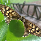 Speckled Wood