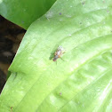 House fly