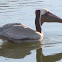 Brown Pelican