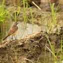 Yellow wagtail