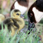 Canada Goose