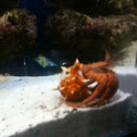 Hermit crab