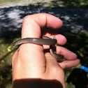 Smooth Earth Snake