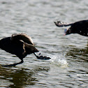 Eurasian Coot