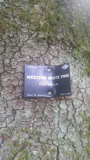 Western White Pine Tree Placard