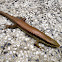 Plestiodon chinensis chinensis ,Eumeces chinensis,Eumeces chinensis chinensis,,石龍子