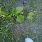 Riverbank Grape