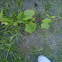 Riverbank Grape