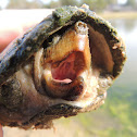 Razor backed musk turtle
