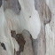 Ant