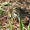 Savannah Sparrow