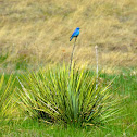 Mountain Bluebird