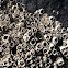 Acorn barnacles
