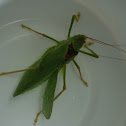 Common True Katydid