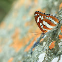 Common Sergeant (玄珠帶蛺蝶)