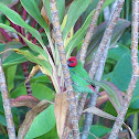 Fiji Parrot Finch