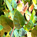Carolina Anole