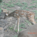 Texas whitetail deer