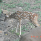 Texas whitetail deer