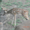 Texas whitetail deer