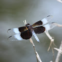 Widow Skimmer