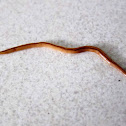 Flatworm