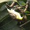 Purple Sunbird (Female)