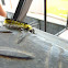 uncertain caterpillar