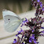 Cabbage White