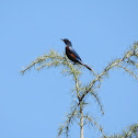 Chestnut Bellied Rock Thrush