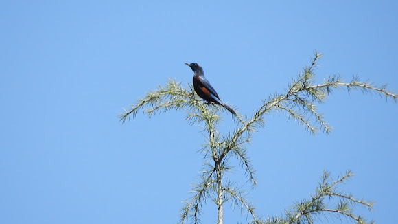 Spotting Image 1
