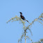 Chestnut Bellied Rock Thrush