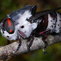 Rabbit Bot Fly