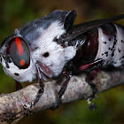 Rabbit Bot Fly