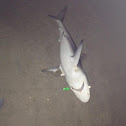 Sand Shark