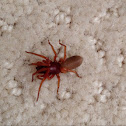 Wood louse Hunter